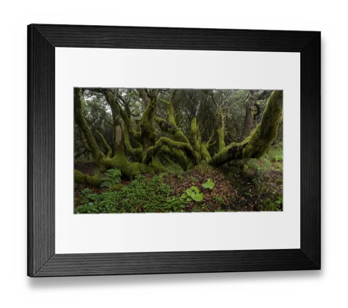 Framed Print : Moss-covered trees in laurel forest