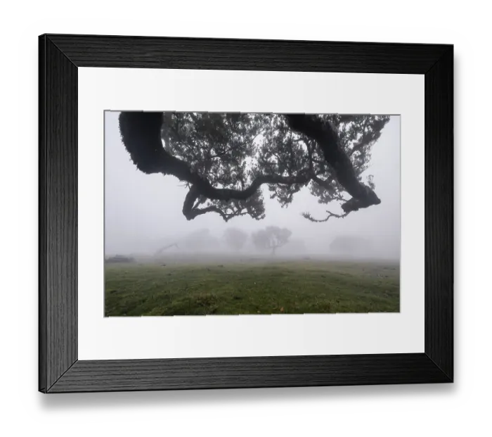 Framed Print : Old laurel forest, stinking laurel