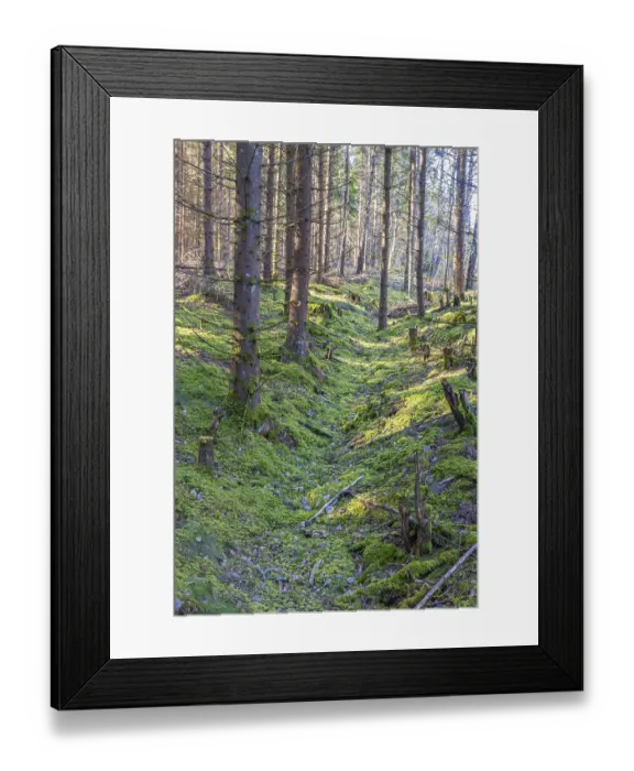 Framed Print : Spruce forest with green moss on the ground and a old a sunken path in the landscape Framed Print : Spruce forest with green moss on the ground and a old a sunken path in the landscape
