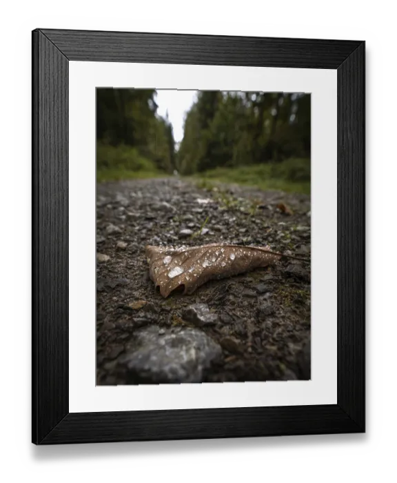 Framed Print : Macro image of a leaf with water drops on a stony forest path