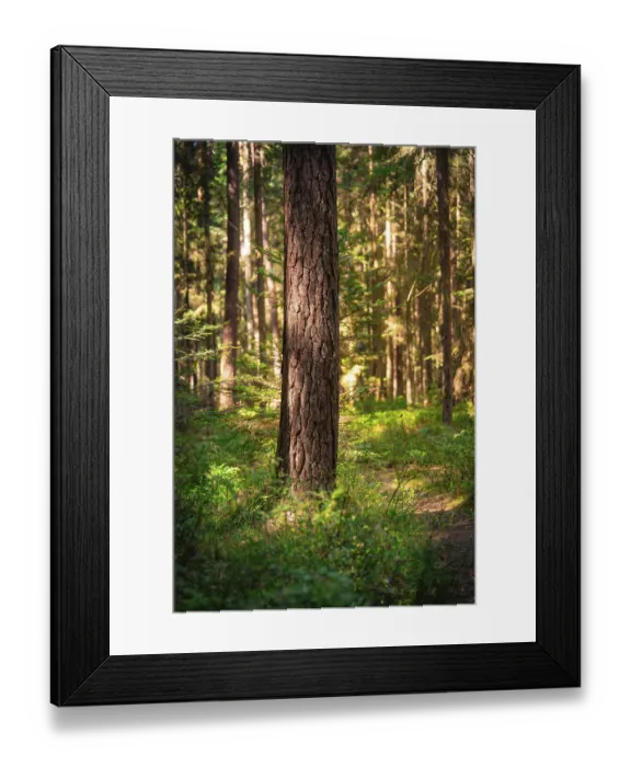 Framed Print : A single tree trunk in the forest