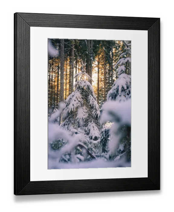 Framed Print : Snow-covered fir trees in a wintry forest