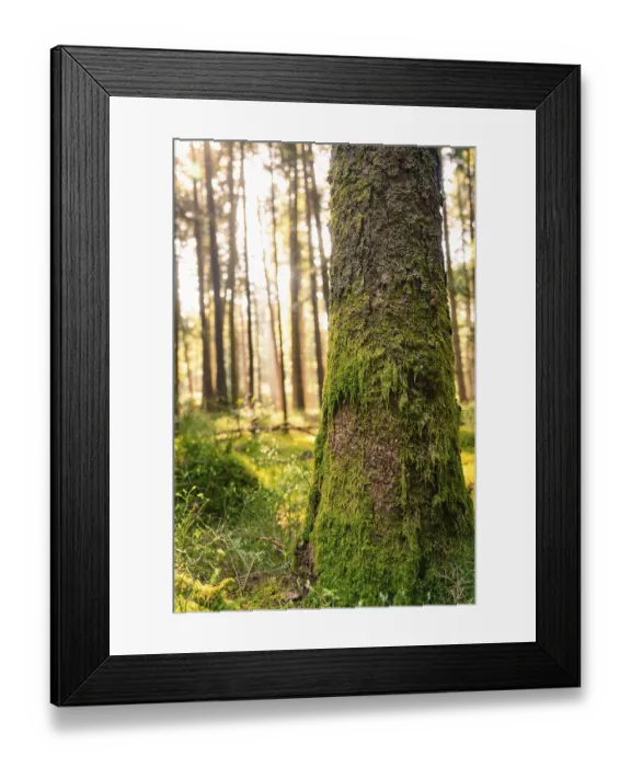 Framed Print : A mossy tree trunk in a dense forest Framed Print : A mossy tree trunk in a dense forest