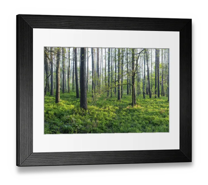 Framed Print : Evening sun in the forest of the Koenigsbruecker Heide near Luettichau