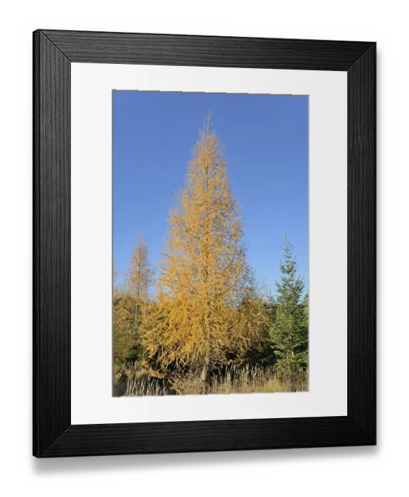 Framed Print : European larch (Larix decidua) with autumn colouring