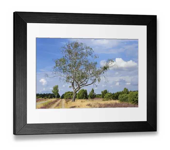Framed Print : Heathland, juniper forest Schmarbeck Framed Print : Heathland, juniper forest Schmarbeck