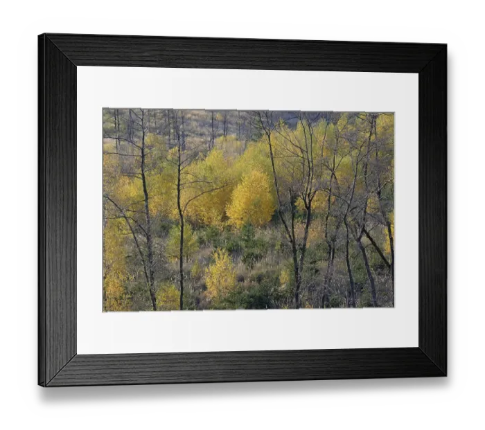 Framed Print : Mixed forest, spruce (Picea abies) and birch (Betula) with autumn leaves Framed Print : Mixed forest, spruce (Picea abies) and birch (Betula) with autumn leaves