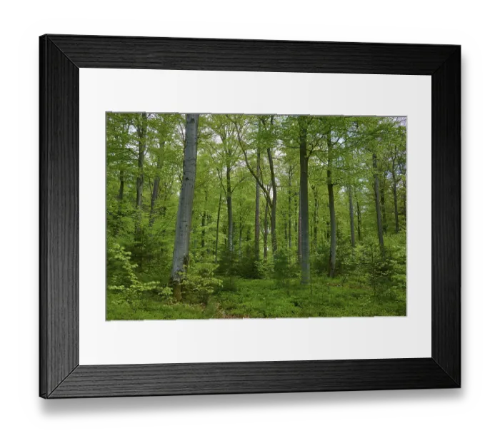 Framed Print : Mixed forest, beech, fir, spruce Framed Print : Mixed forest, beech, fir, spruce