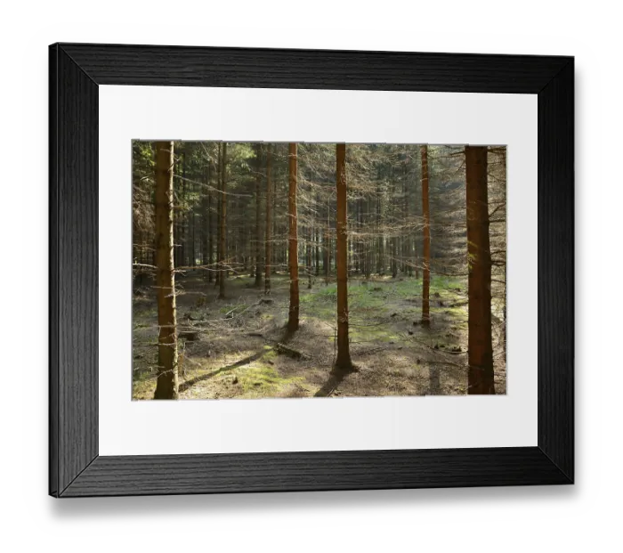 Framed Print : Forest with young tree trunks, Bavaria Framed Print : Forest with young tree trunks, Bavaria