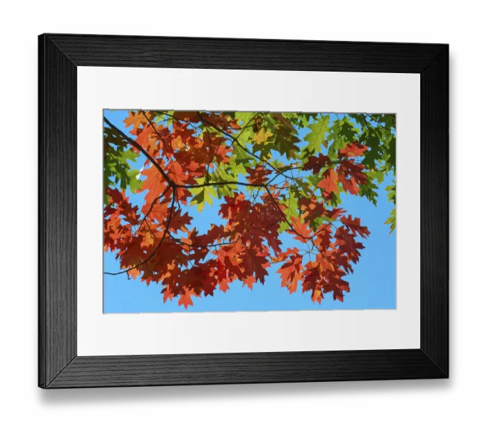 Framed Print : Autumn maple (Acer) in bright reds and greens against a clear blue sky