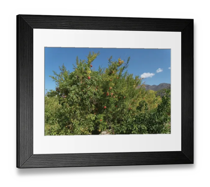 Framed Print : Pomegranate tree with ripe fruit in a sunny mountain landscape under a blue sky
