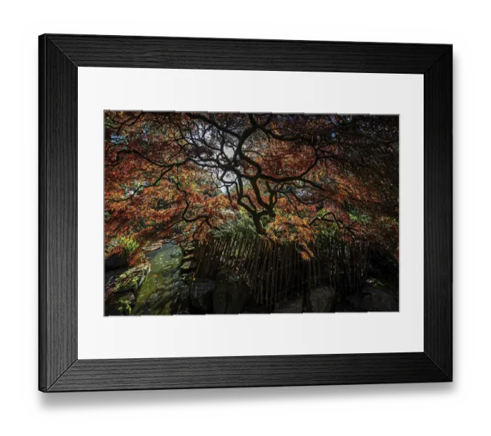 Framed Print : Fan maple (Acer palmatum), picket fence Framed Print : Fan maple (Acer palmatum), picket fence