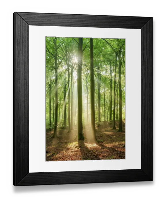 Framed Print : The sun shines through a near-natural beech forest (Fagus sp)