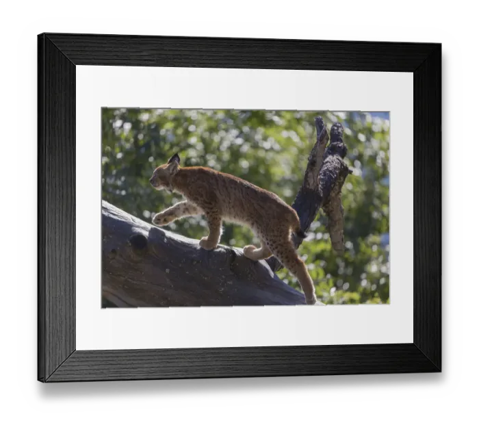 Framed Print : One Eurasian lynx, (Lynx lynx) Framed Print : One Eurasian lynx, (Lynx lynx)