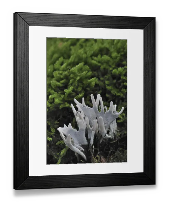 Framed Print : Candlestick fungus (Xylaria hypoxylon)