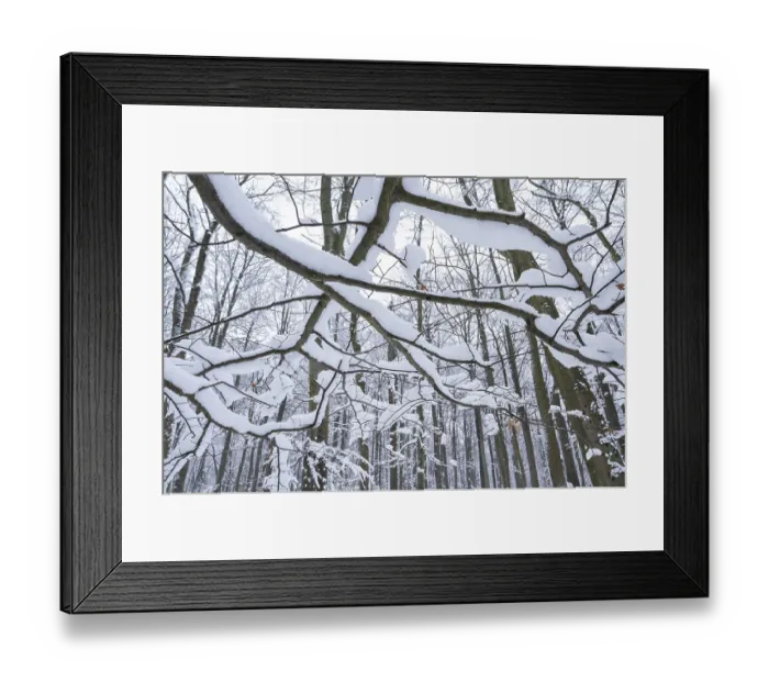 Framed Print : Snow-covered deciduous forest in winter