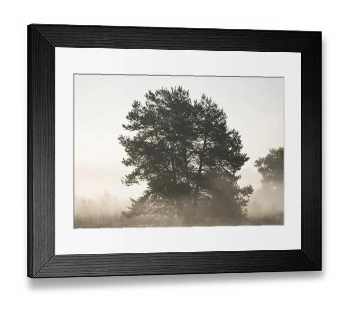 Framed Print : Scots pine (Pinus sylvestris) in the moor Framed Print : Scots pine (Pinus sylvestris) in the moor
