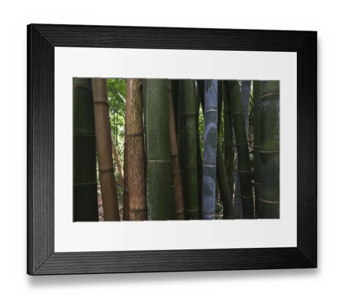 Framed Print : Giant bamboo (Dendrocalamus giganteus)