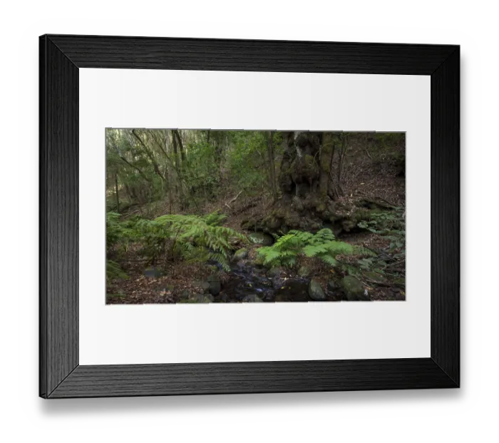 Framed Print : Cloud forest, laurel forest, Garajonay National Park