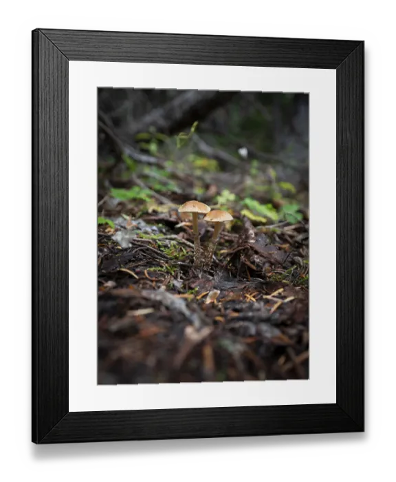 Framed Print : Scaly slipper mushroom (Leratiomyces squamosus)