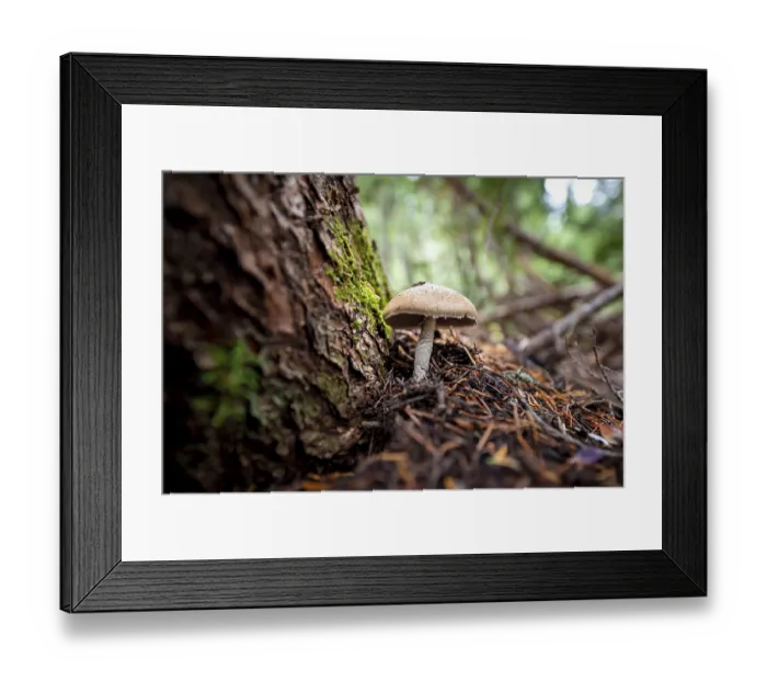 Framed Print : Roof fungi (Pluteus), on forest floor