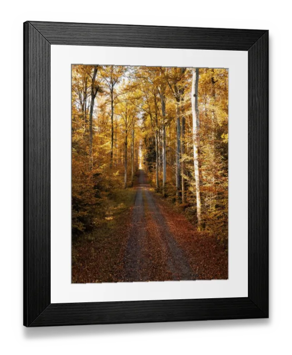 Framed Print : A narrow forest path leads through tall trees Framed Print : A narrow forest path leads through tall trees