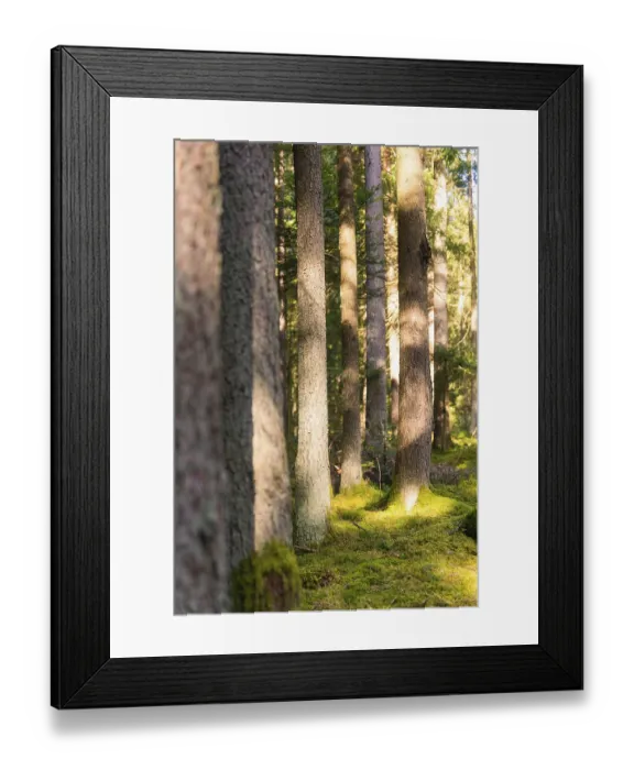 Framed Print : Sunlight penetrates a quiet forest