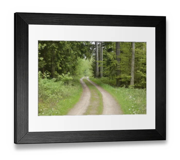 Framed Print : Landscape of a little trail going through a Norway spruce (Picea abies) forest in spring