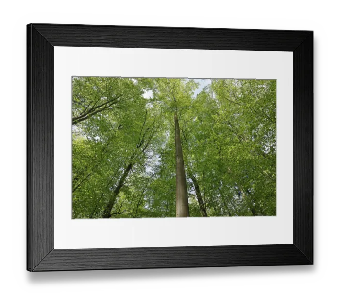 Framed Print : Common beeches (Fagus sylvatica) Beech forest In spring Framed Print : Common beeches (Fagus sylvatica) Beech forest In spring