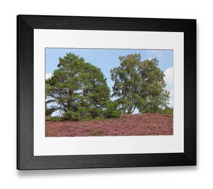 Framed Print : Fischbeker Heide nature reserve
