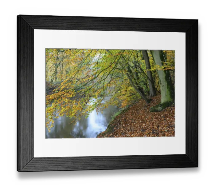 Framed Print : Beech forest on the Hohe Ufer on the Hunte near Doetlingen