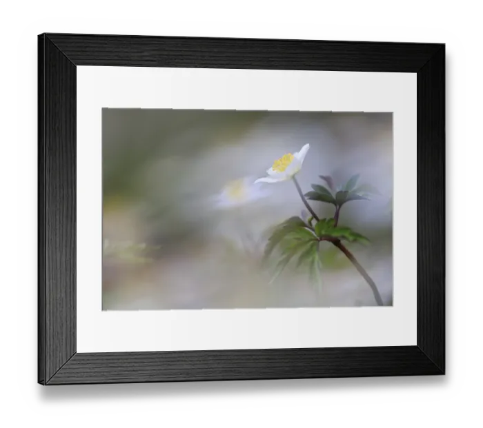 Framed Print : Wood anemone (Anemone nemorosa)