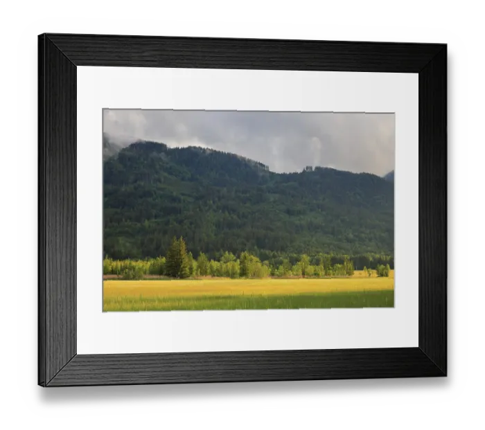 Framed Print : Common reed (Phragmites australis) Framed Print : Common reed (Phragmites australis)
