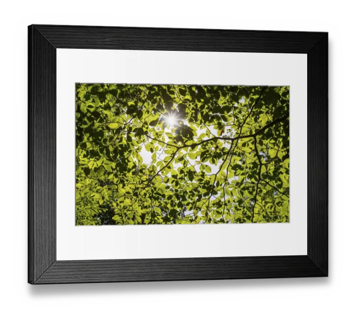 Framed Print : A ray of light falls through the canopy of a beech forest Framed Print : A ray of light falls through the canopy of a beech forest