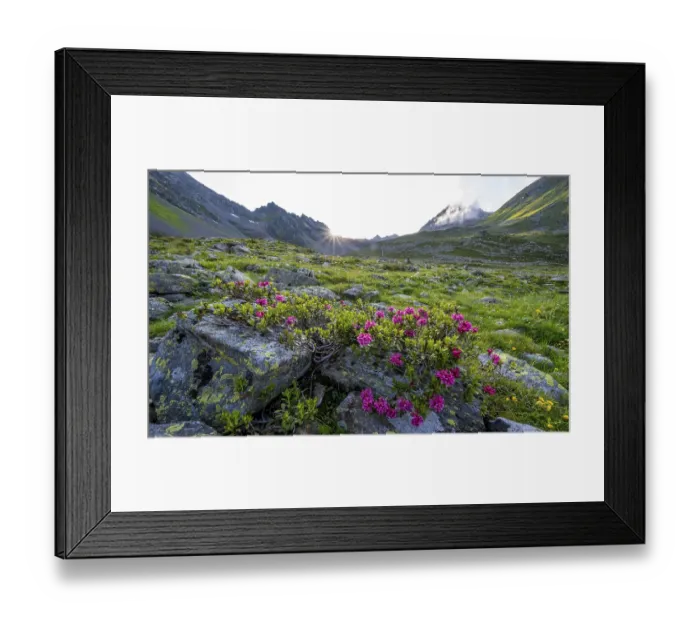 Framed Print : Mountain landscape with alpine roses
