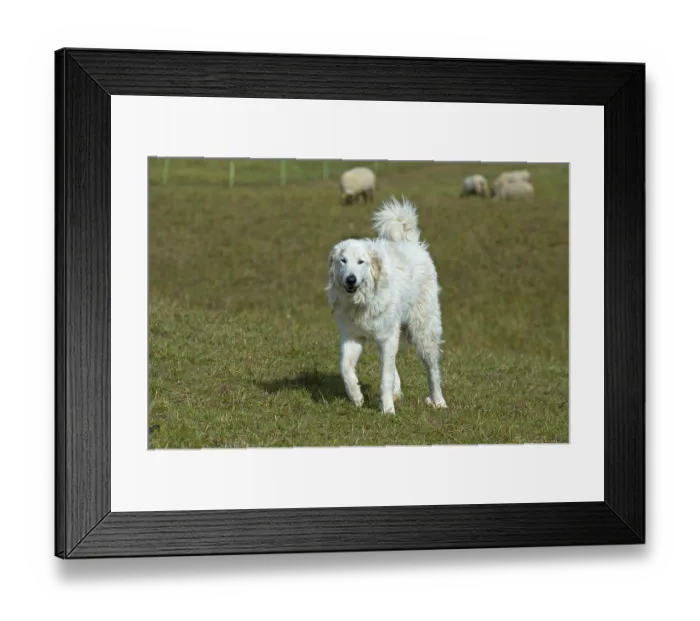 Framed Print : French Pyrenean Mountain Dog guarding a flock of sheep