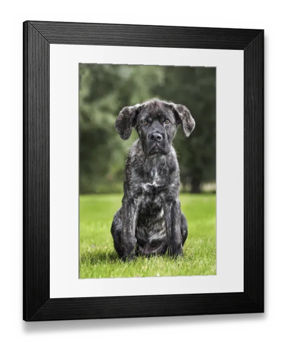 Framed Print : Crossbreed of Cane corso Italiano with Mastino napoletano