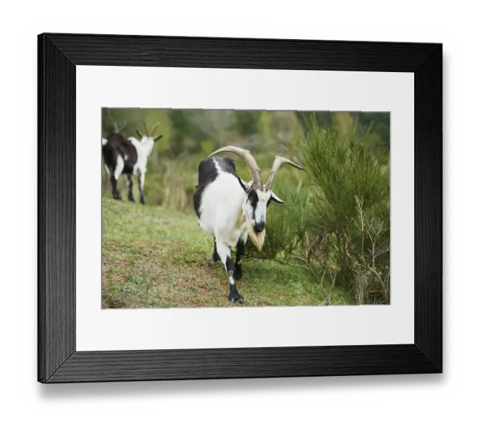 Framed Print : Pygmy goat (Capra hircus), Bavaria