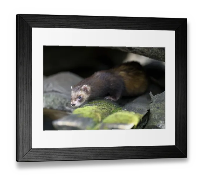 Framed Print : European polecat (Mustela putorius) also known as ferret Framed Print : European polecat (Mustela putorius) also known as ferret