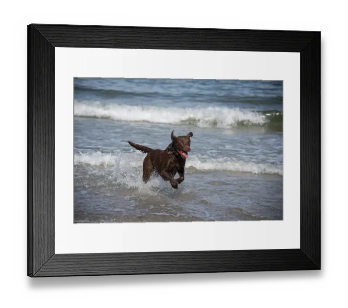 Framed Print : A Labrador Retriever plays in the shallow Baltic Sea water