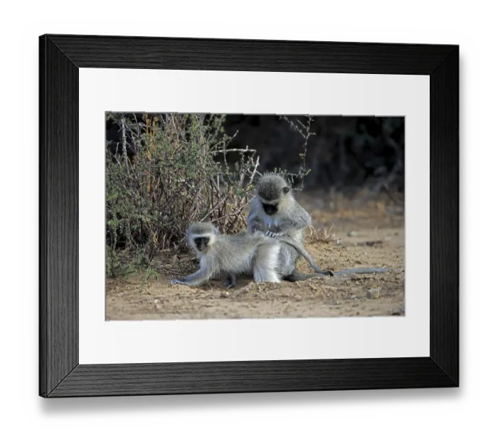 Framed Print : Vervet monkey (Chlorocebus pygerythrus) Framed Print : Vervet monkey (Chlorocebus pygerythrus)
