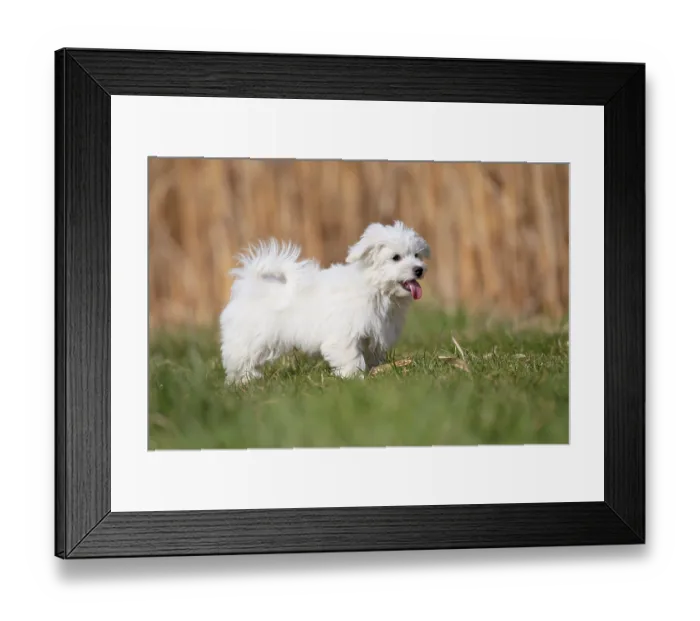 Framed Print : Maltese domestic dog (Canis lupus familiaris) Framed Print : Maltese domestic dog (Canis lupus familiaris)