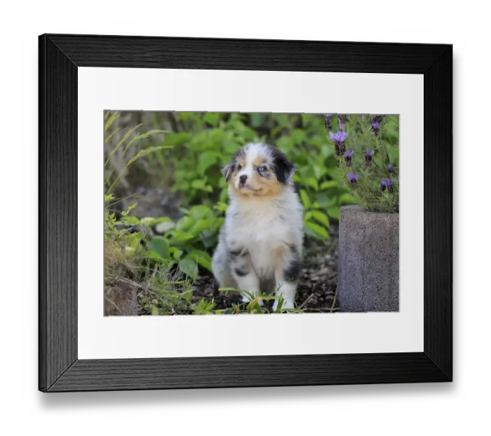 Framed Print : Australian Shepherd domestic dog (Canis lupus familiaris)