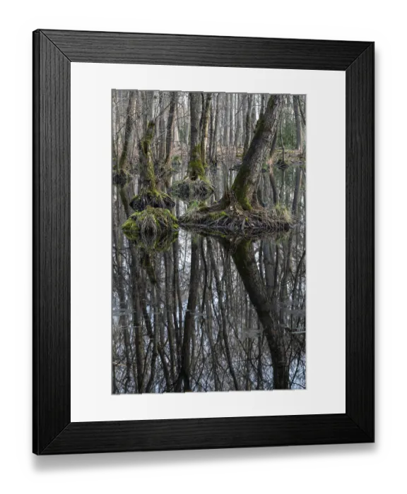 Framed Print : Alder quarry forest in early spring