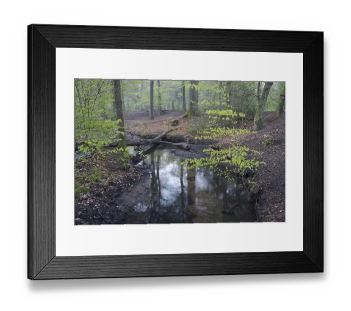 Framed Print : Stream and beech forest in spring Framed Print : Stream and beech forest in spring