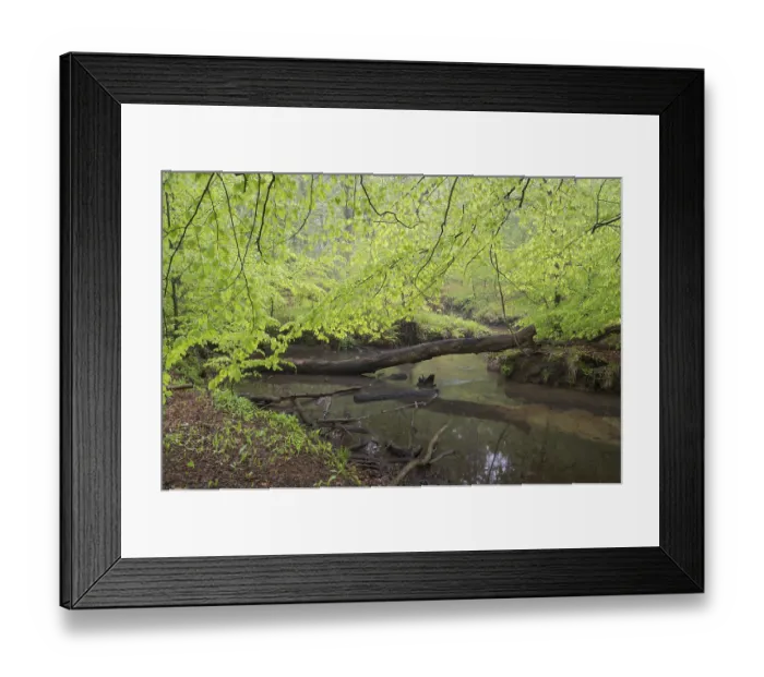 Framed Print : Stream and beech forest in spring Framed Print : Stream and beech forest in spring