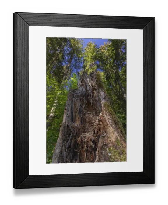 Framed Print : Lake Grosser Arbersee in spring