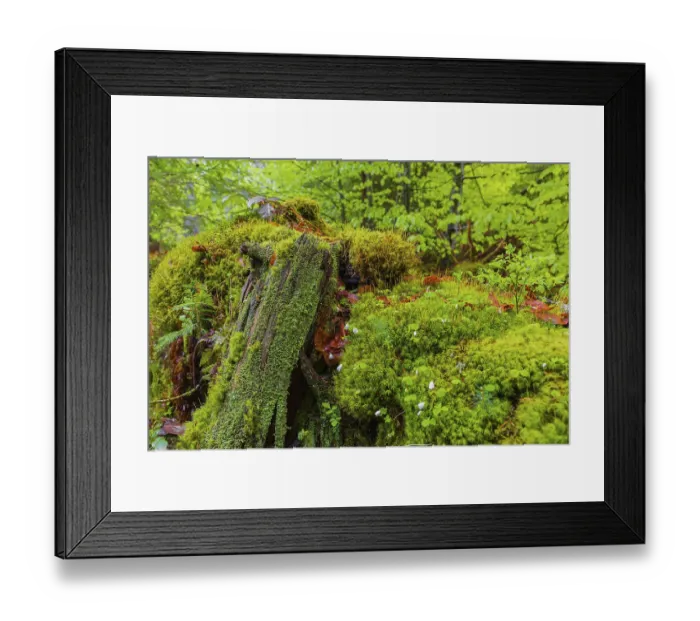 Framed Print : Mossy dead tree. Kleine Ohe creek below Waldhaeuser village in the Bavarian Forest Nationalpark