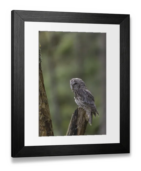 Framed Print : One tawny owl or brown owl (Strix aluco) sitting on a dead tree in the bavarian forest