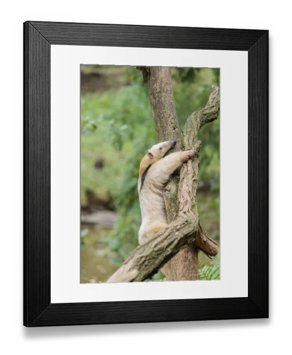 Framed Print : A southern tamandua (Tamandua tetradactyla) Framed Print : A southern tamandua (Tamandua tetradactyla)